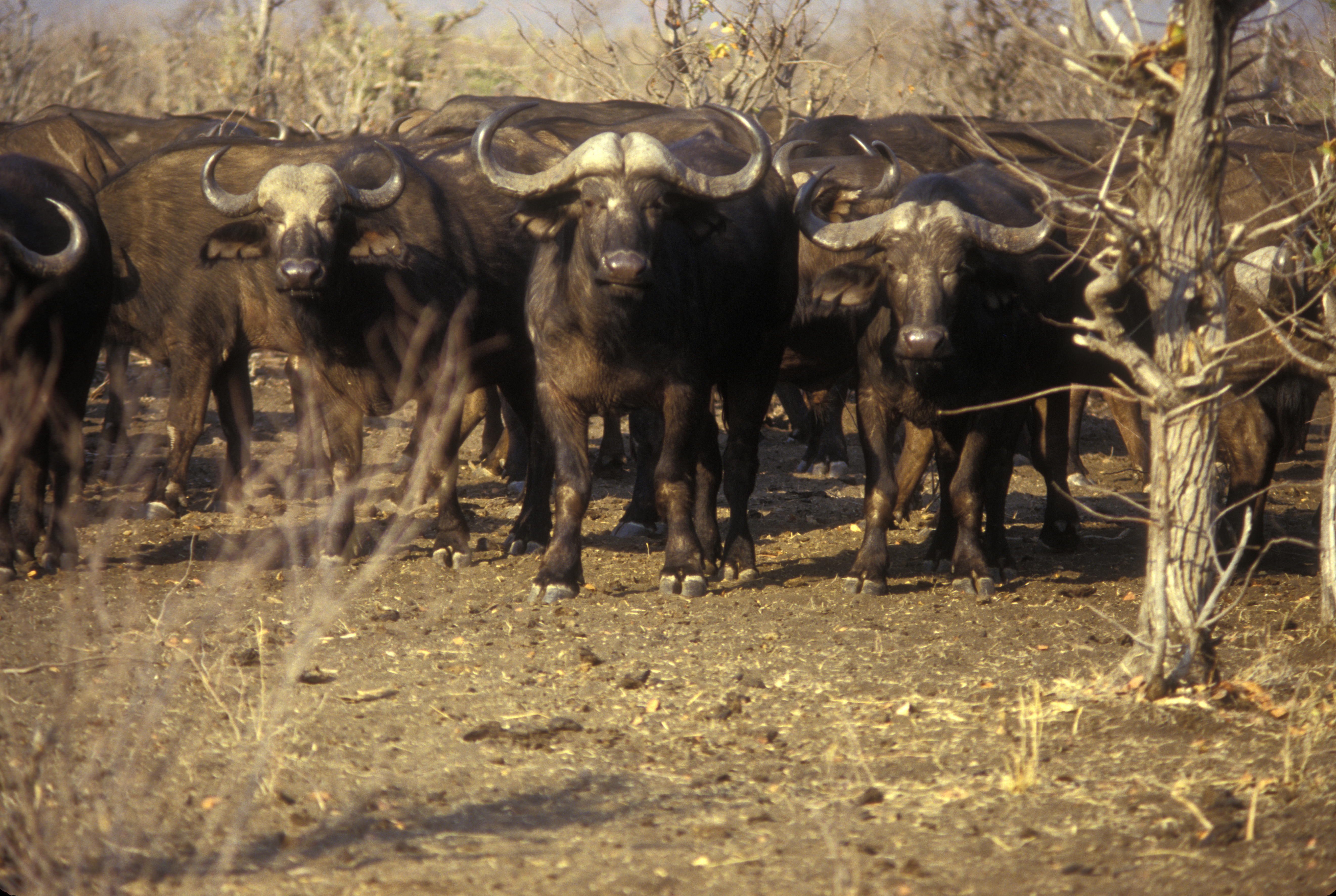 Cape buffalo