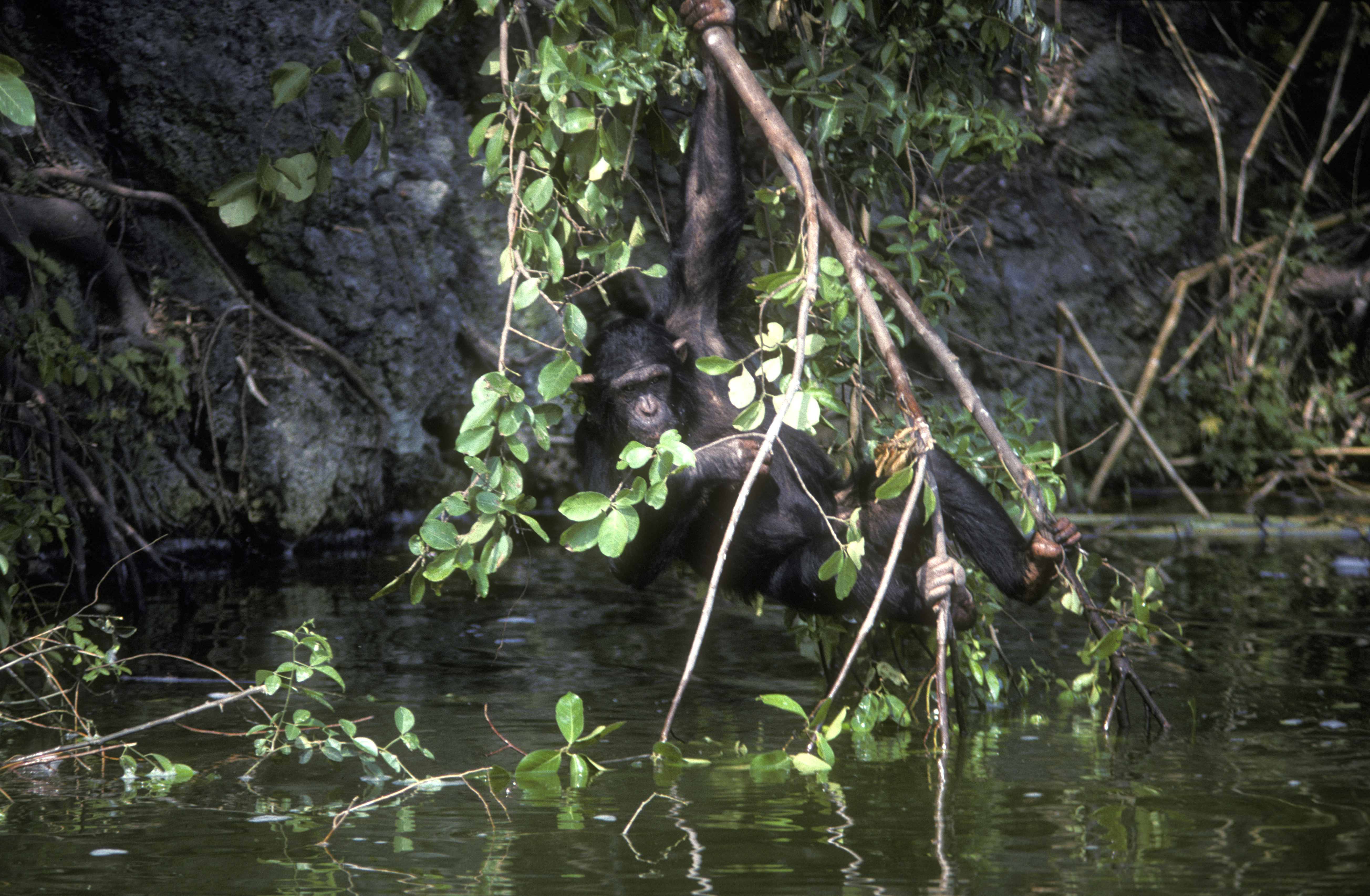 chimpanzee