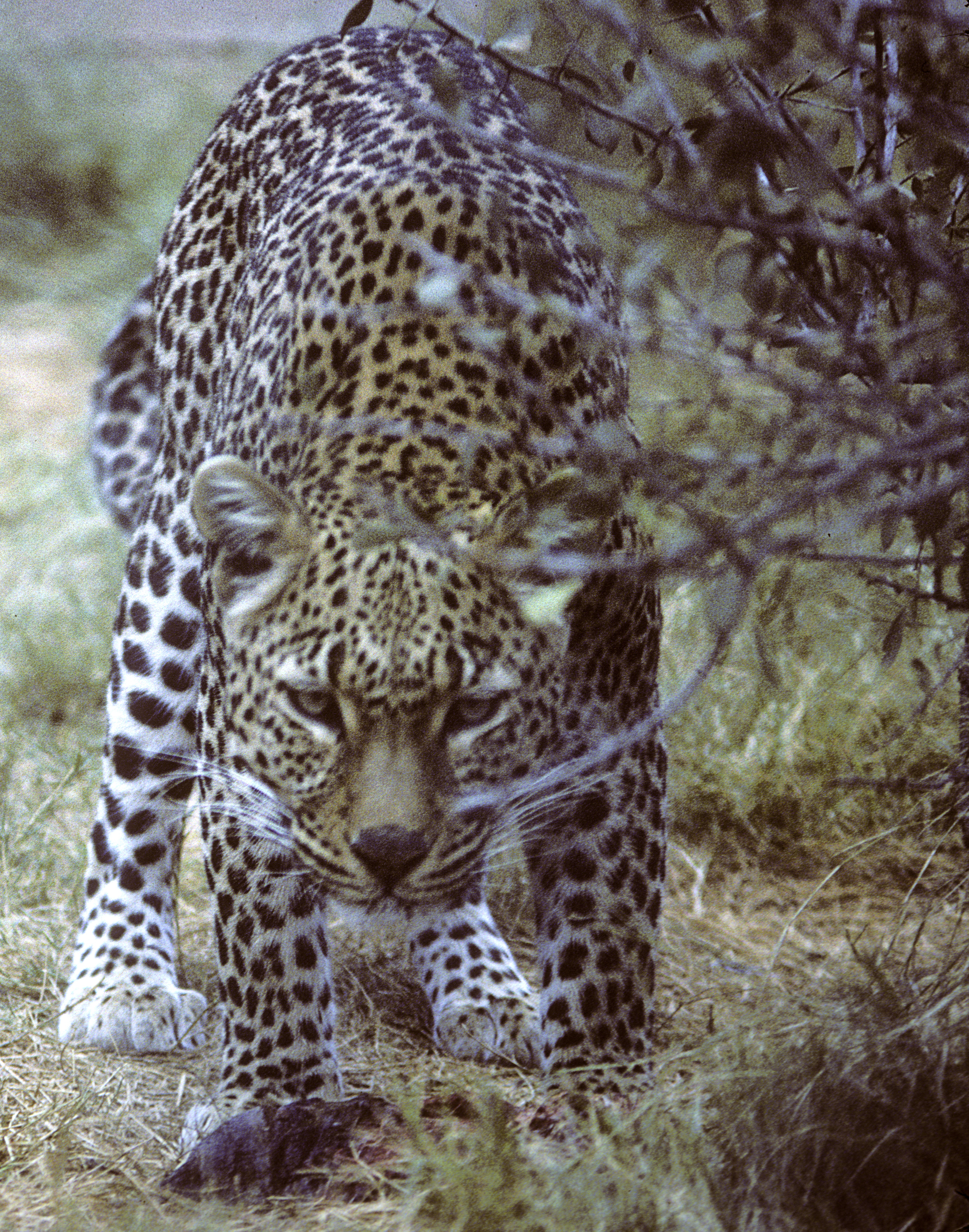 leopard