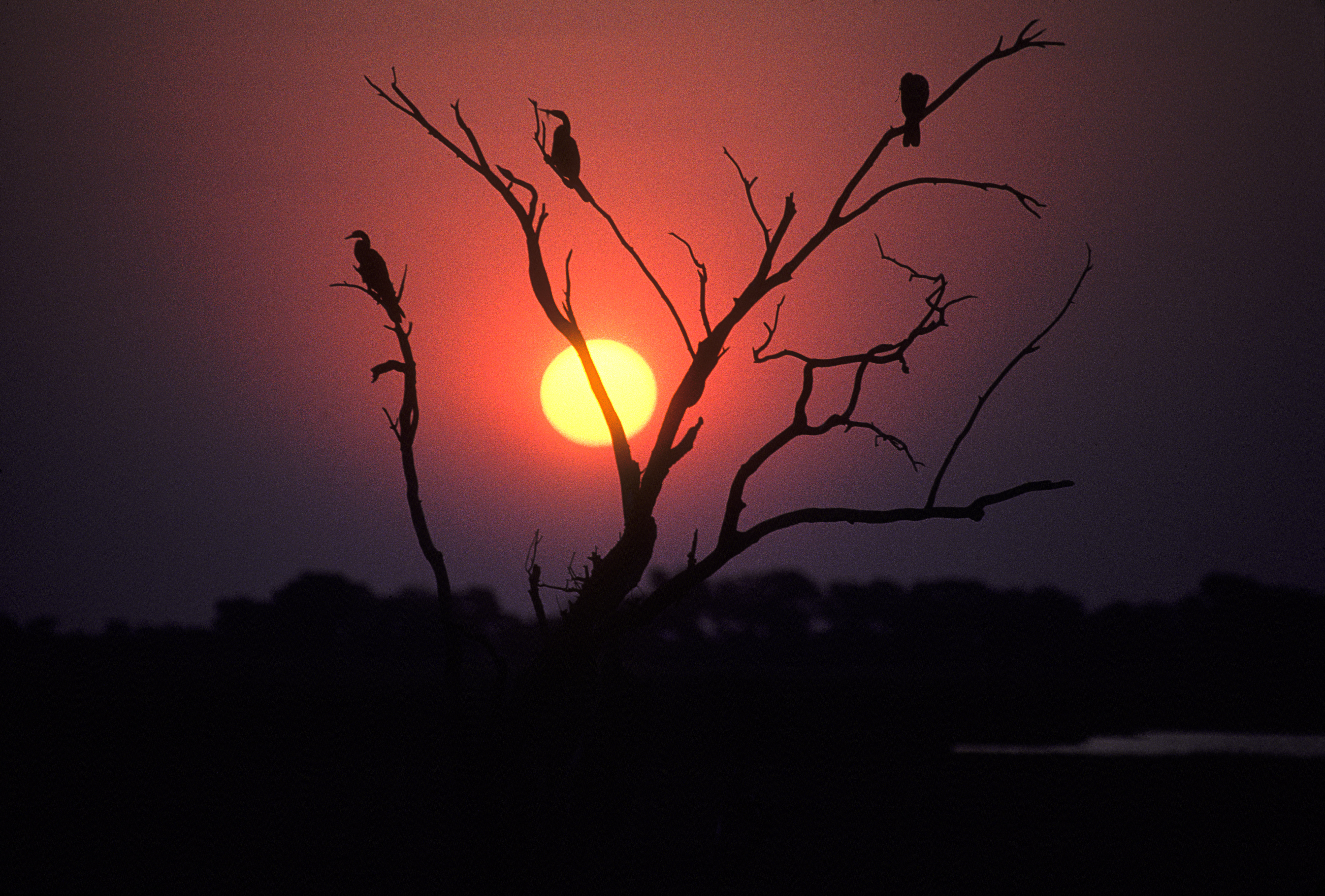 Okavango sunset