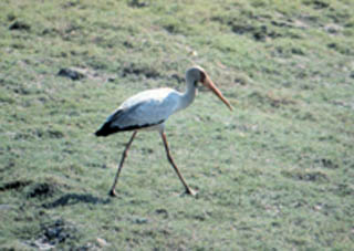 yellow-billed stork walking