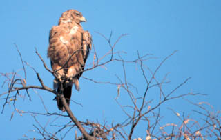 tawny eagle