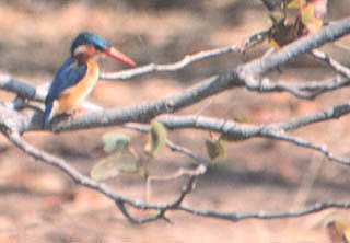 malachite kingfisher