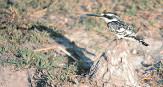 pied kingfisher