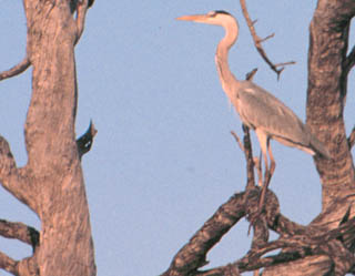 goliath heron