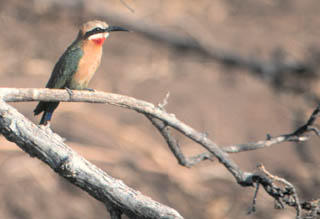 white-fronted bee-eater