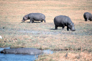 grazing hippos