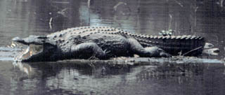 open mouth croc