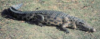 crocodile