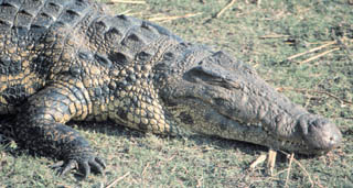 croc close up