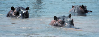hippo eyes