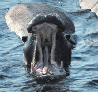 hippo mouth