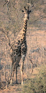 giraffe