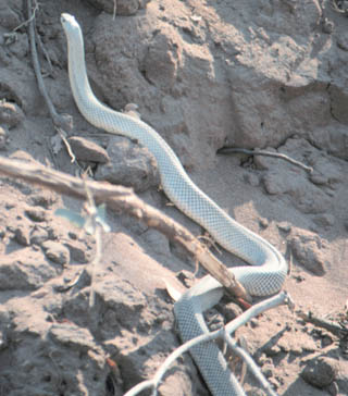 snake