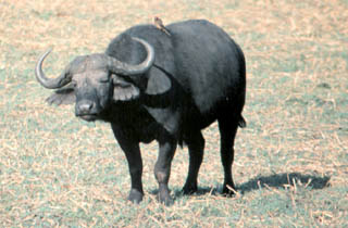 male buffalo