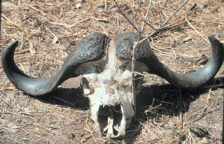buffalo skull