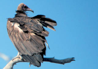 lappet-faced vulture