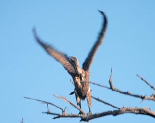 white-backed vulture