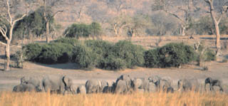 ele herd