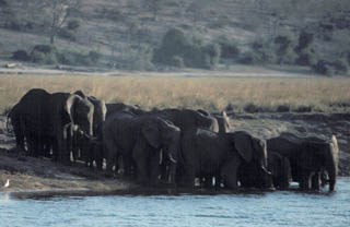 herd entering water