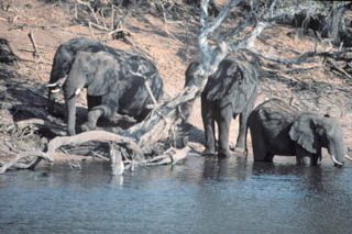 eles at water