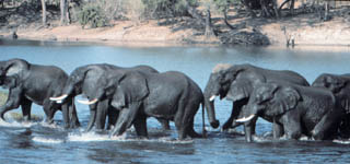 herd exiting water