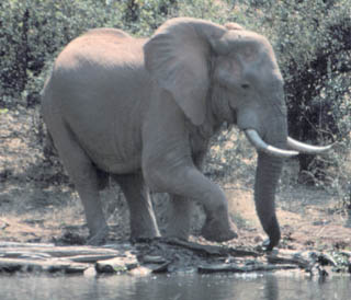 ele at water