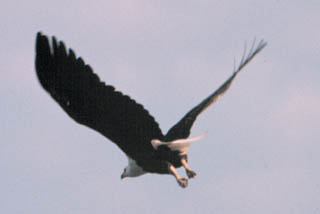 fish eagle in flight