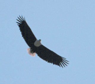 fish eagle primaries