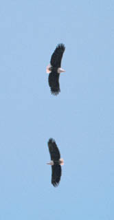 fish eagle pair
