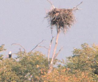 fish eagle nest
