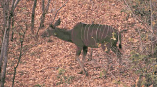 kudu female