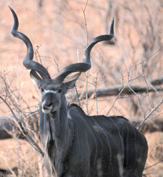 kudu male