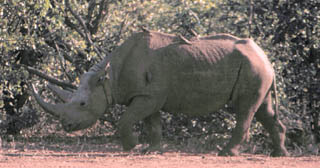 rhino