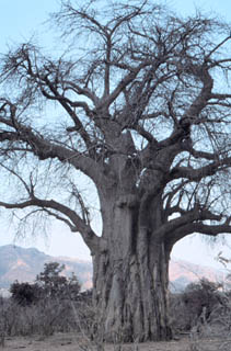 full baobab