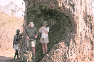 guides in baobab