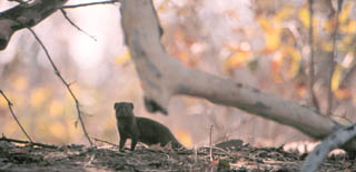 dwarf mongoose