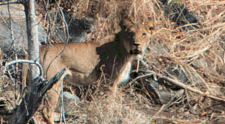 surprised lioness